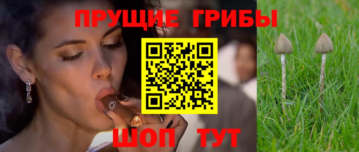Псилоцибиновые грибы GOLDEN TEACHER Щёлково